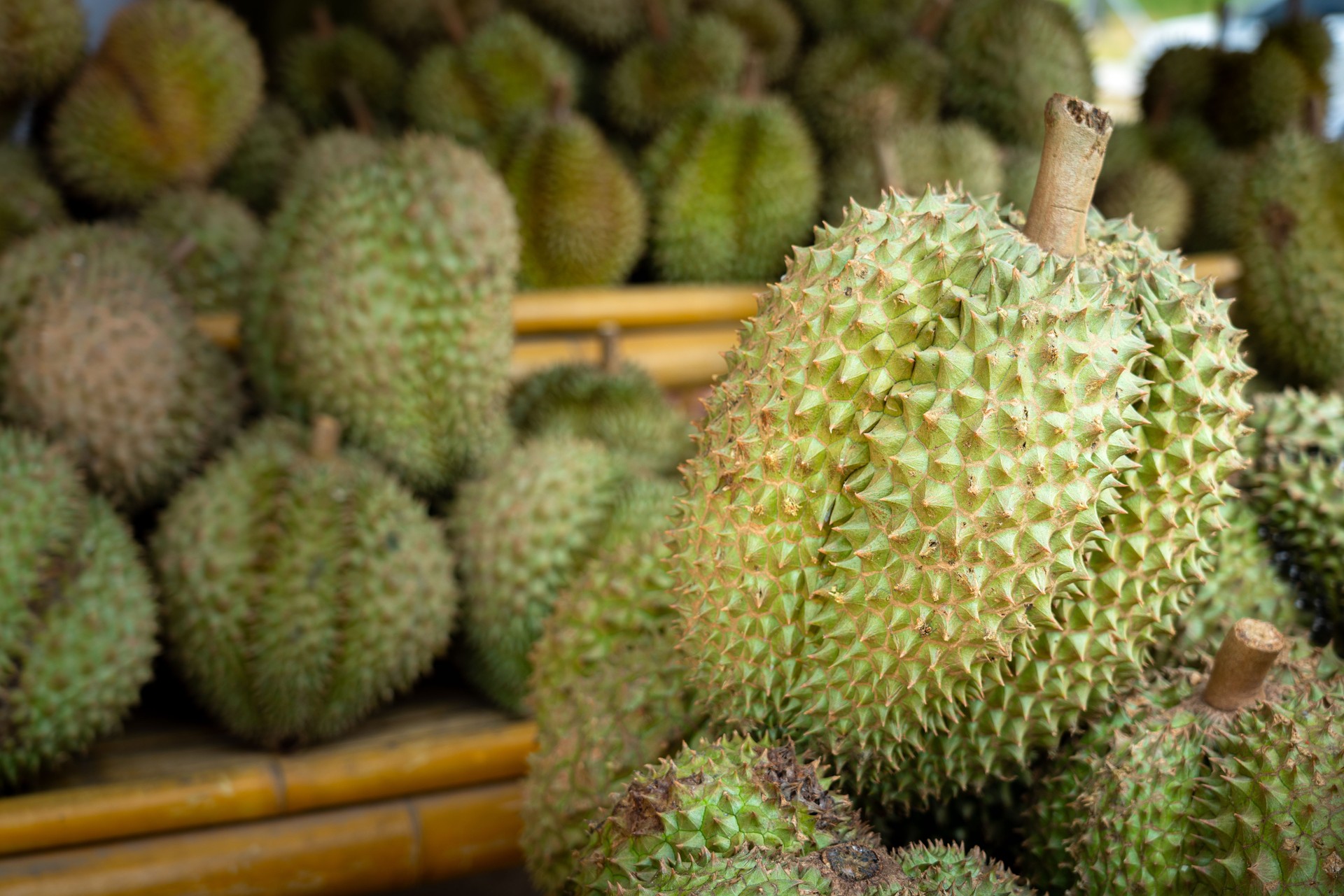 "Mongthong" durian - the king of fruit.
